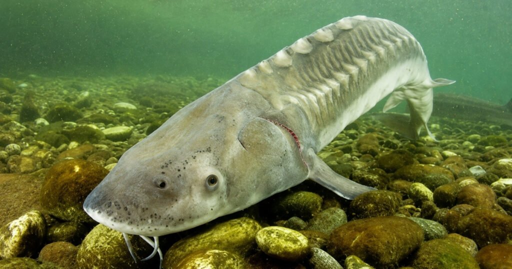 Adriatic Sturgeon scientific name