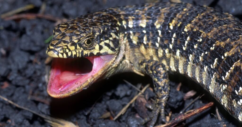 Alligator Lizard Teeth