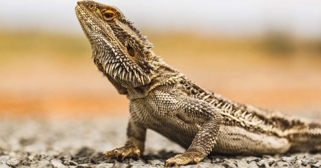 Bearded Dragons scientific name