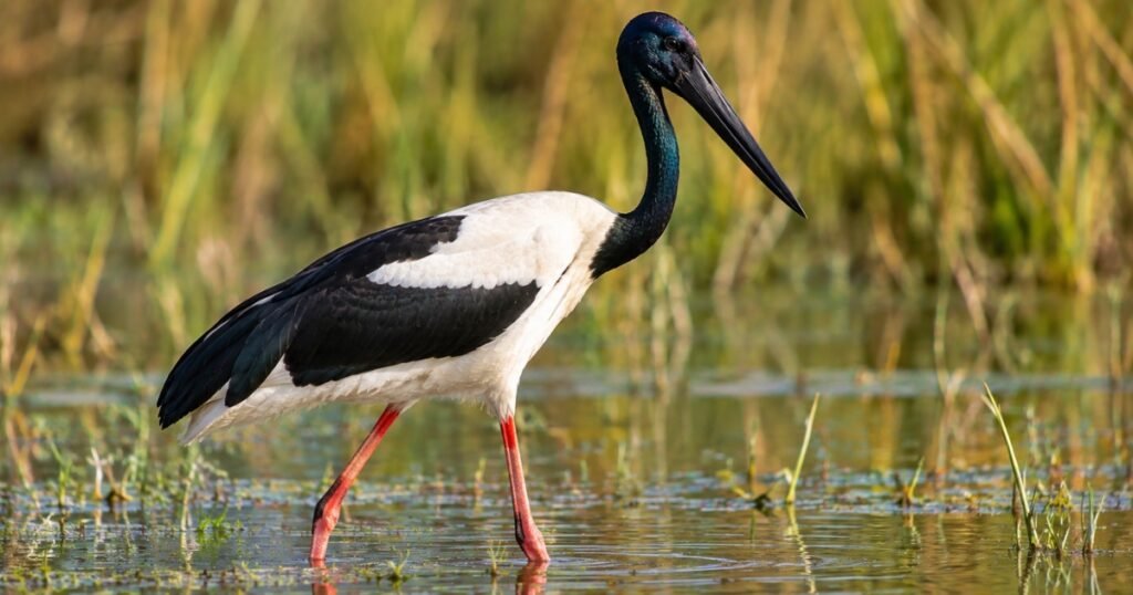 Black-Necked Stork scientific name