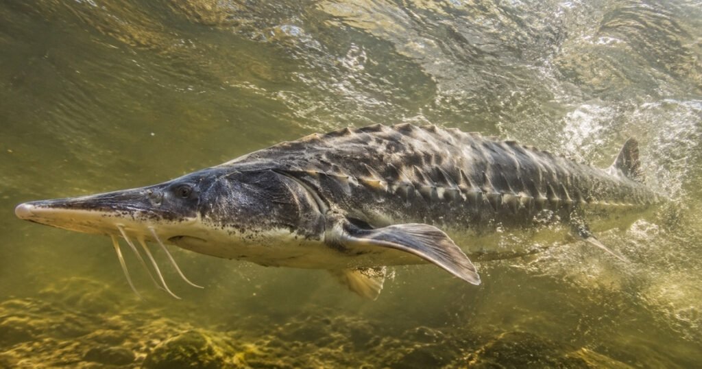 Chinese Sturgeon size
