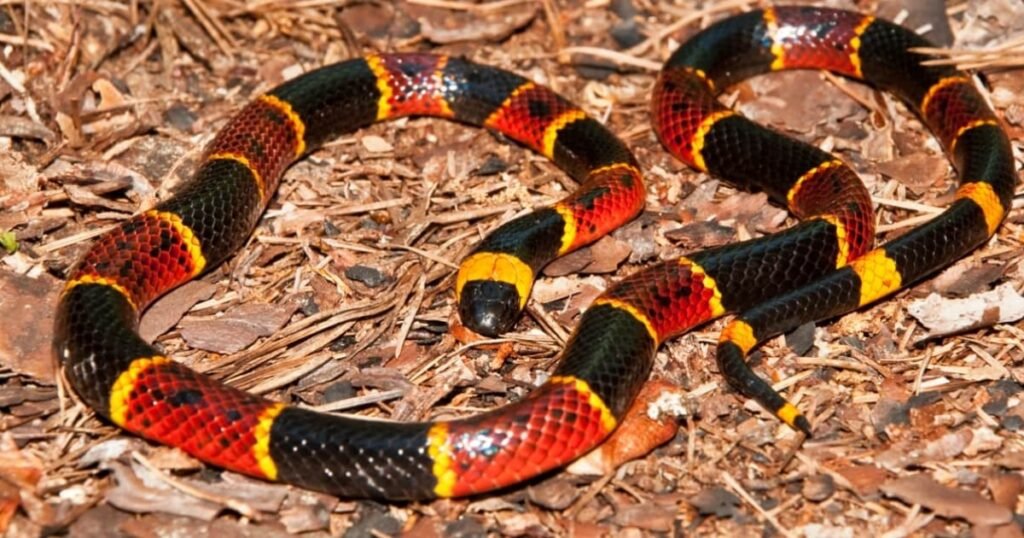 Coral Snake