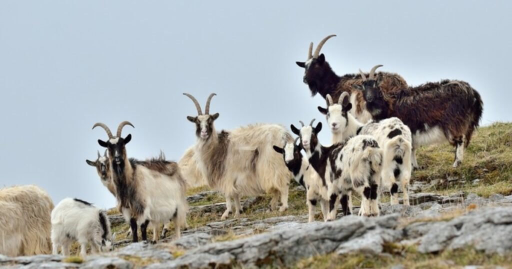 Feral And Wild Goat Populations