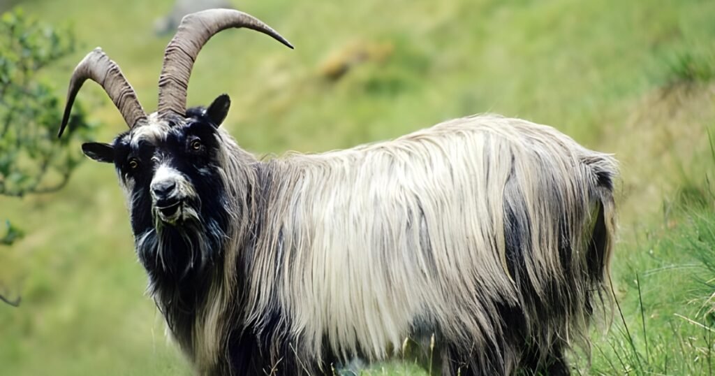 Feral Goat Scientific Name