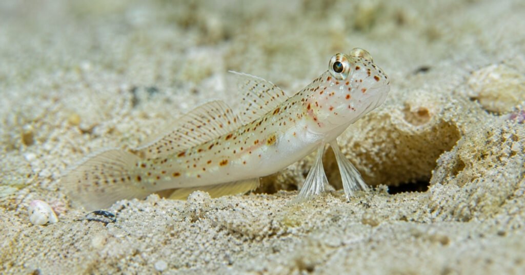 Goby fish