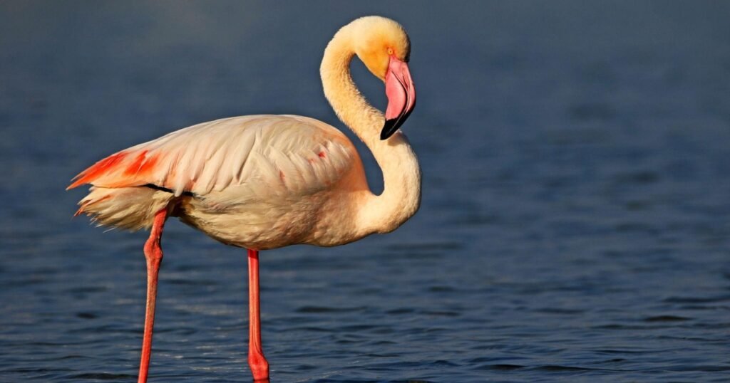 Greater Flamingo scientific name