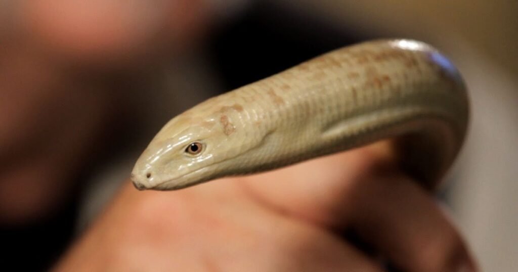 Legless Lizard Teeth