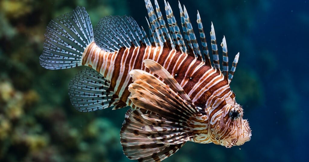 Lionfish scientific name