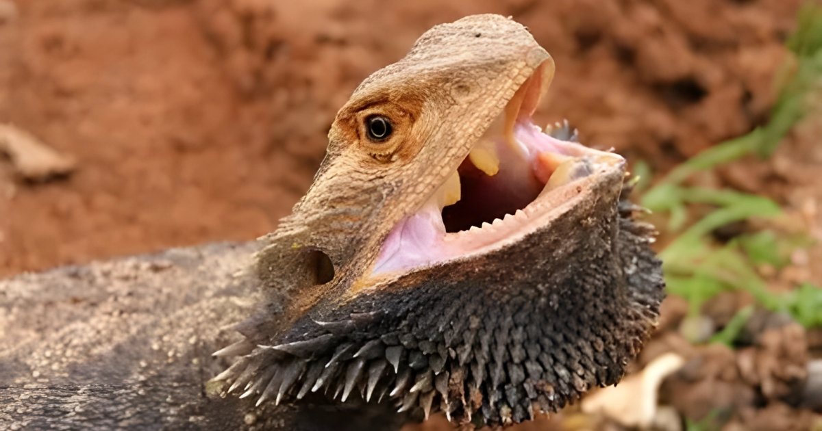 Lizard Teeth
