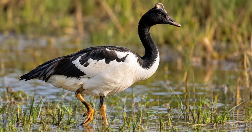 Magpie Goose scientific name