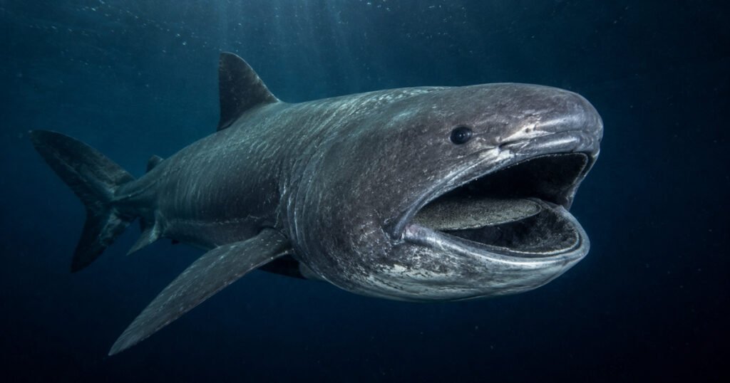 Megamouth Shark size