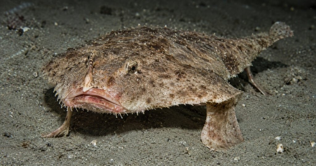 Pancake Batfish size