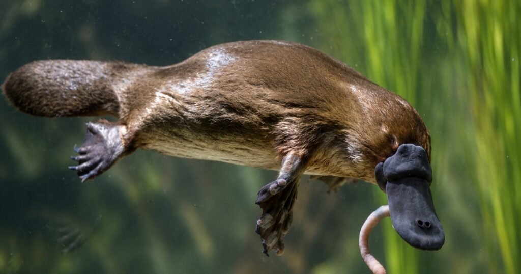 Platypus images