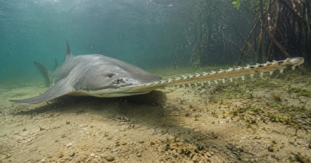 Smalltooth Sawfish size