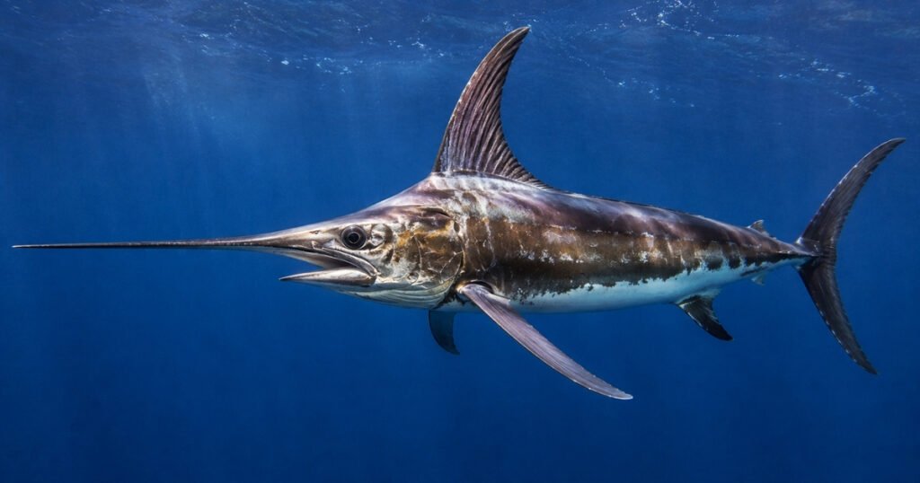 Swordfish scientific name