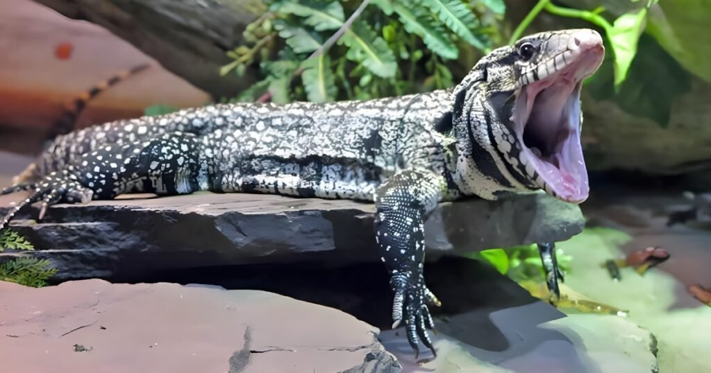 Tegu Lizard Teeth