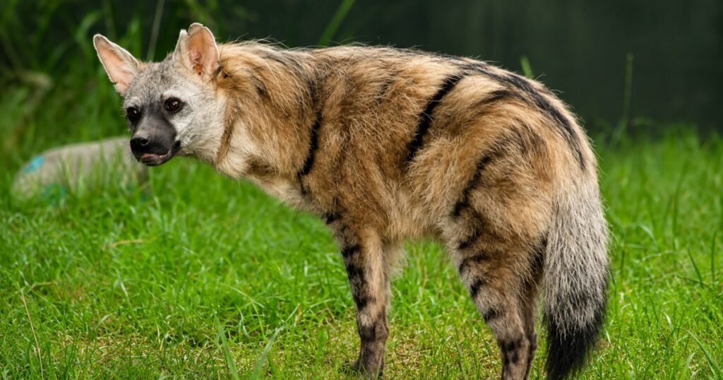 aardwolf animal habitat