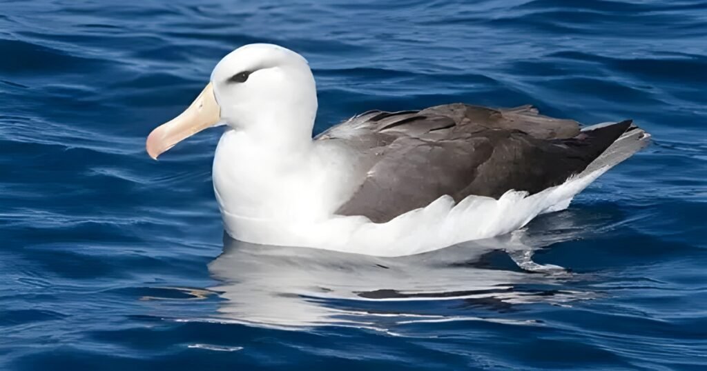 albatross bird