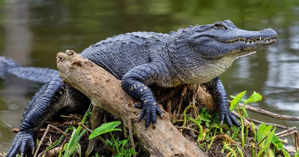 alligators facts