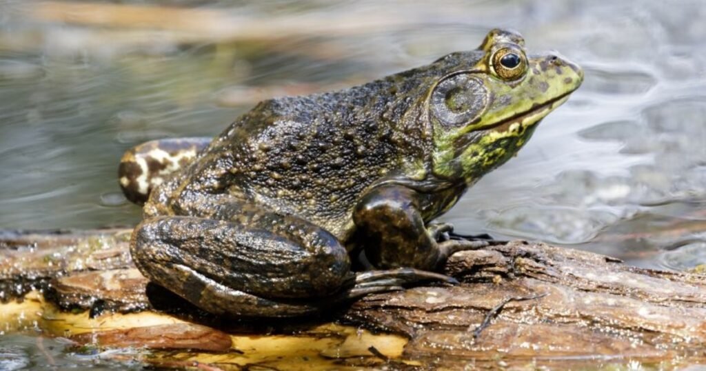 american bullfrog images