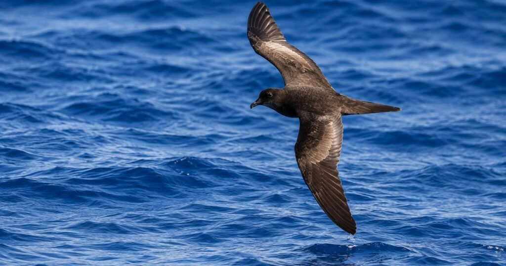 antarctic snow petrels