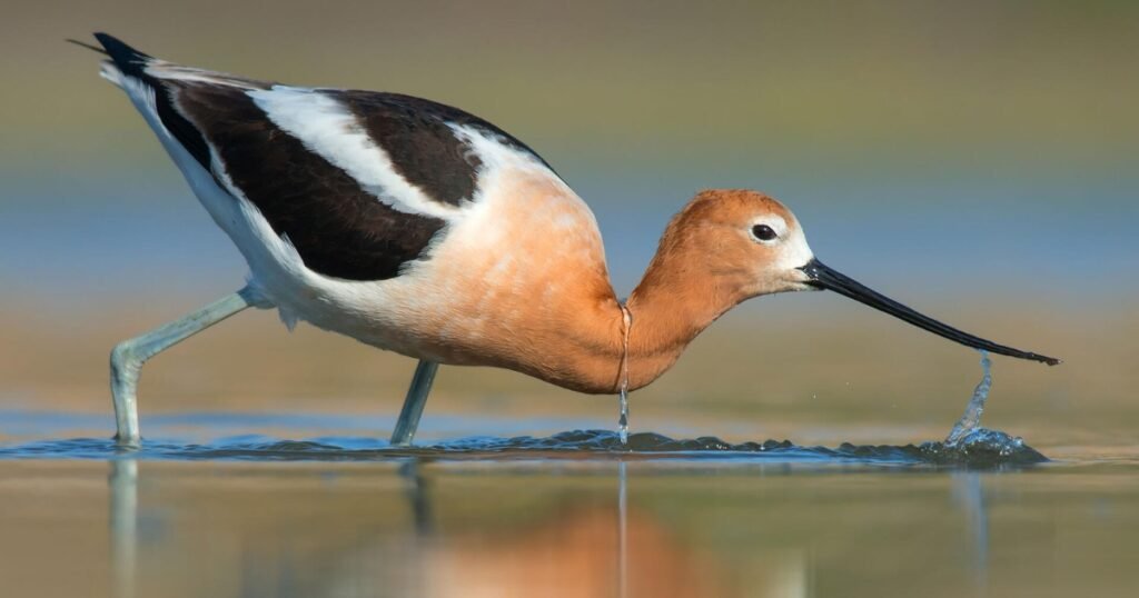 avocets birds