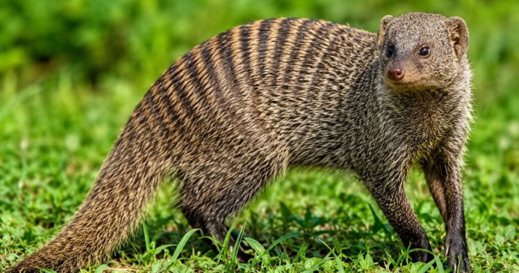 banded mongoose scientific name