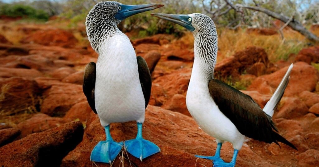 blue footed boobies birds