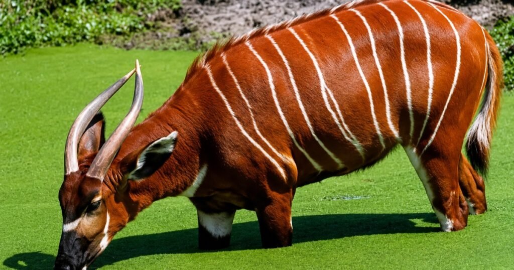 bongo animal
