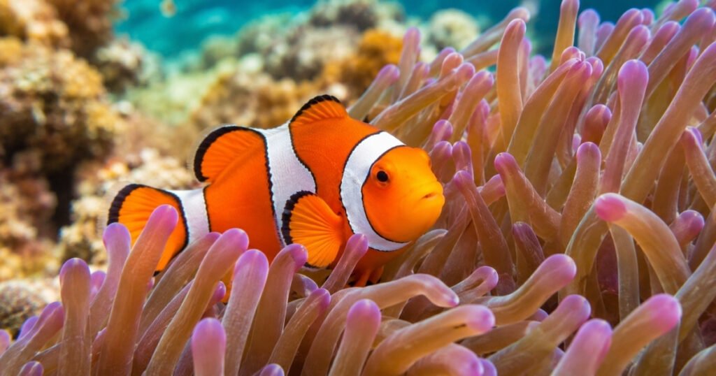 clownfish habitat