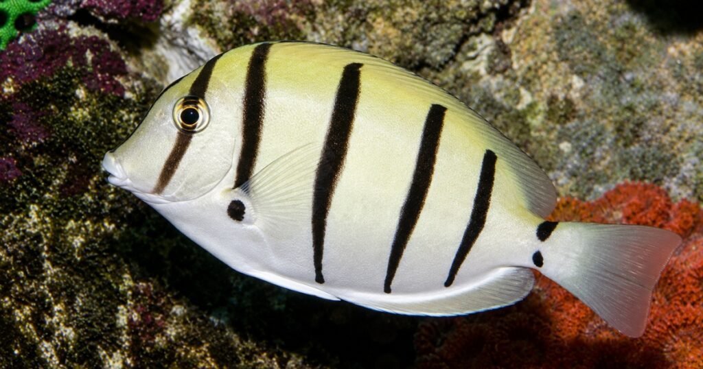 convict tang fish