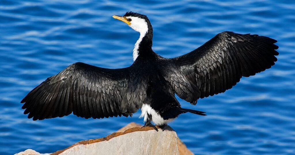 cormorants bird