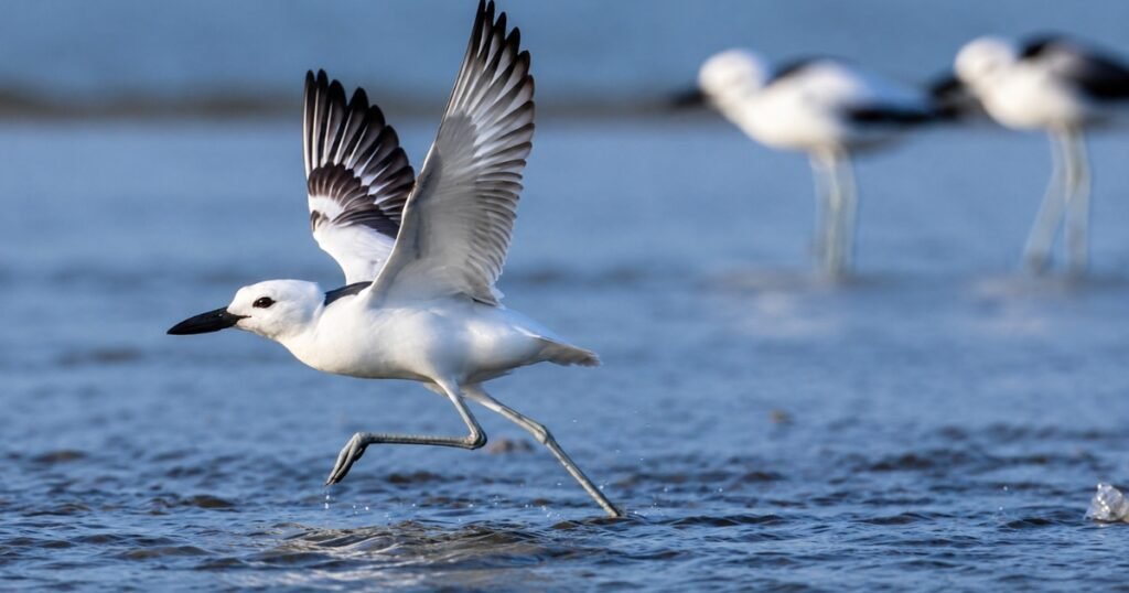 crab plover bird