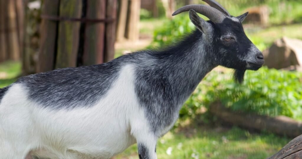 dairy goat breeds with pictures