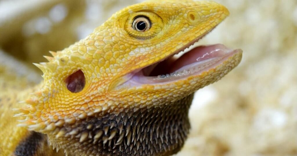 does lizard have teeth 