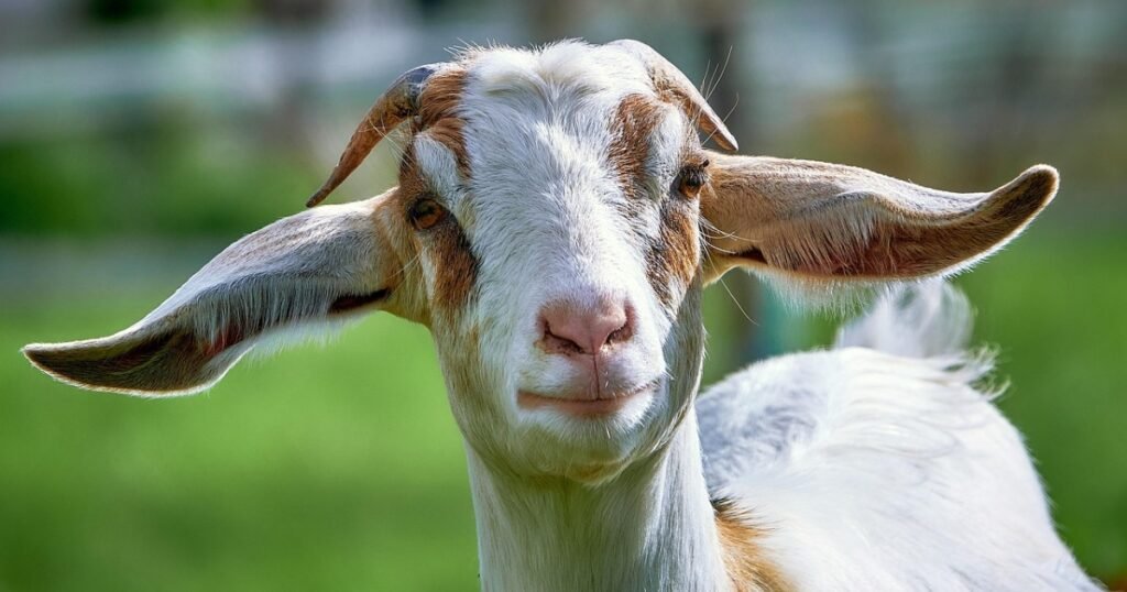 domestic goat scientific name