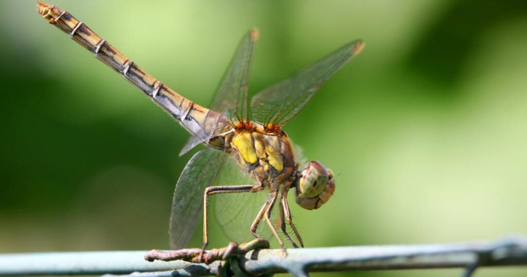 dragonfly scientific name