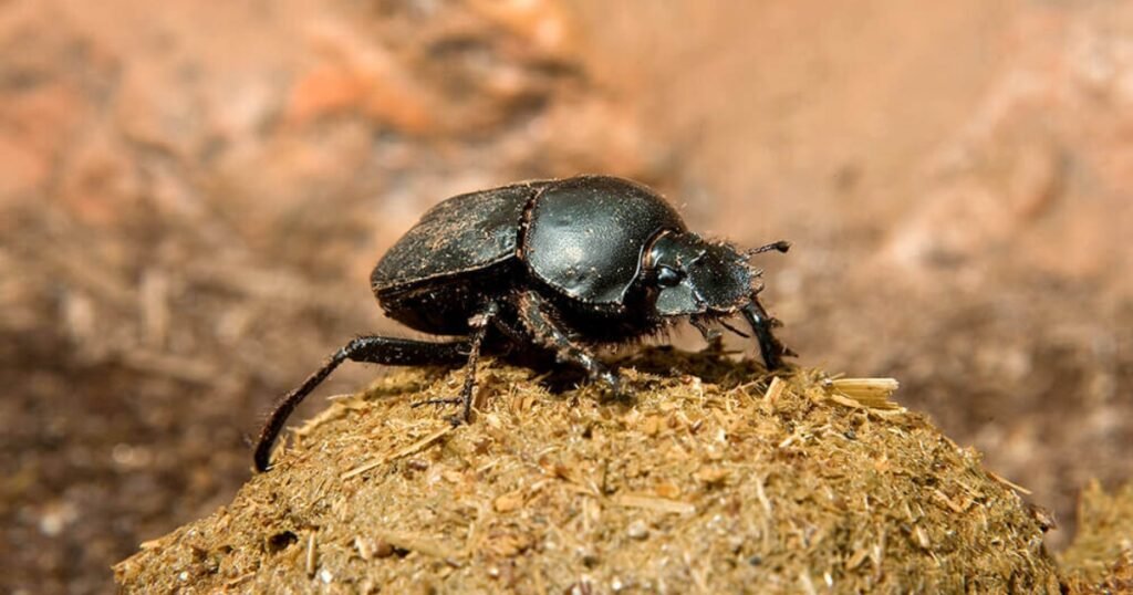 dung beetle scientific name