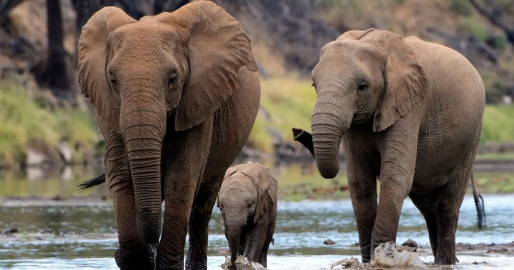 elephant scientific name