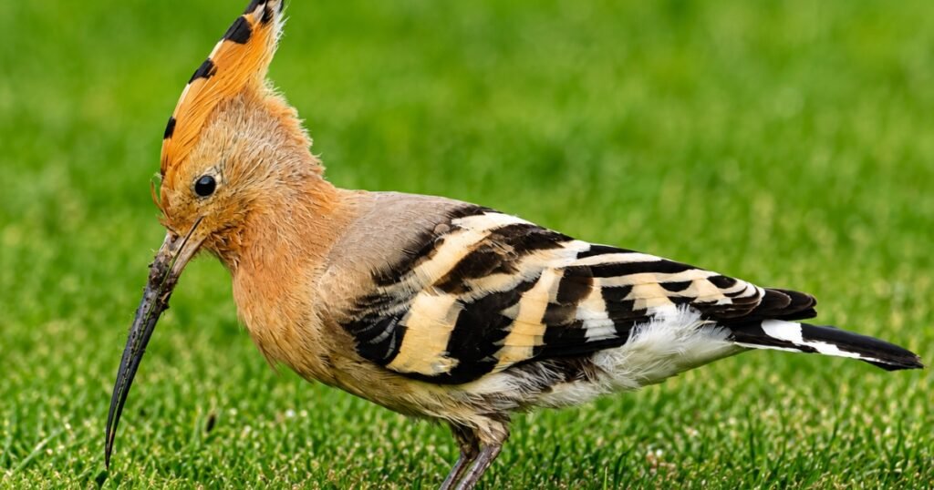 eurasian hoopoe bird