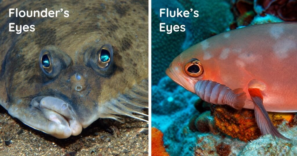 fluke vs flounder eyes