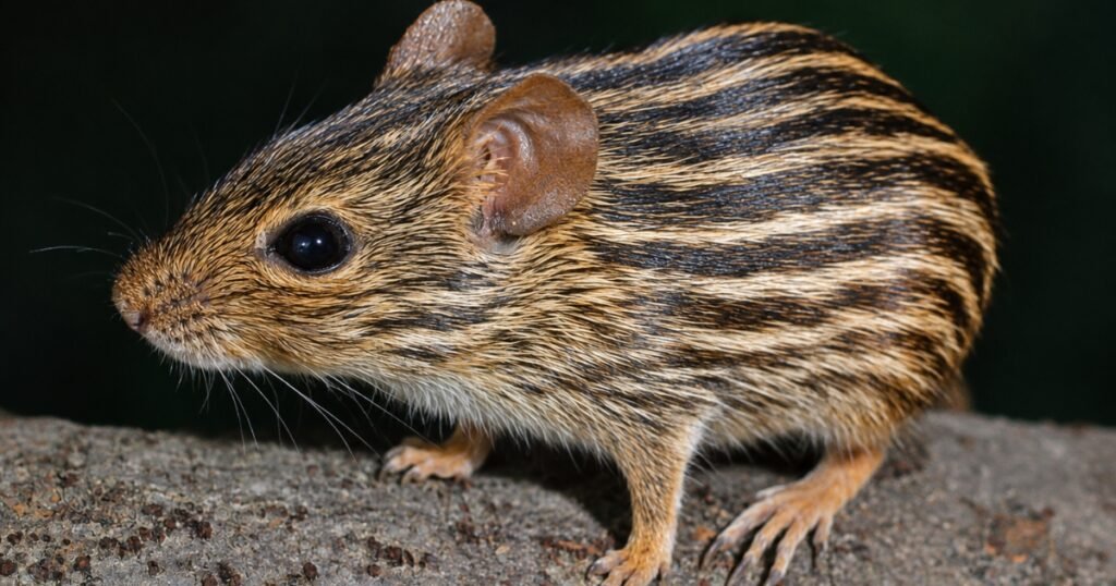 four striped grass mouse