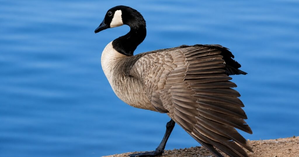 geese bird