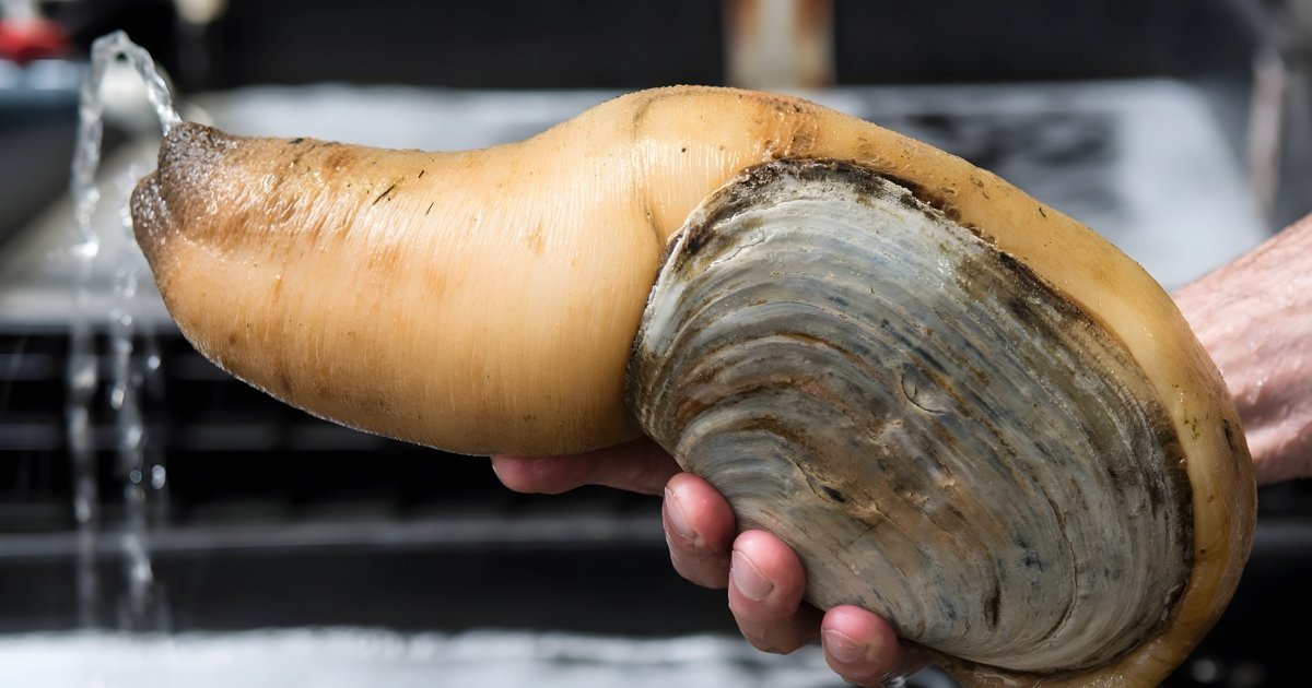 geoduck meaning