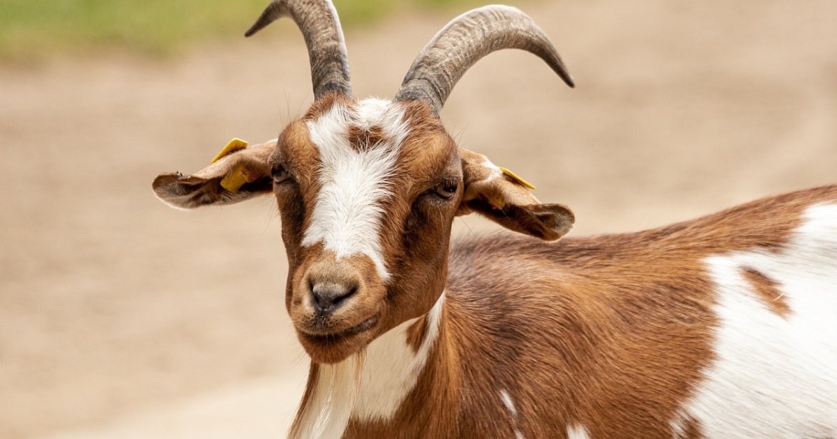 goat scientific name