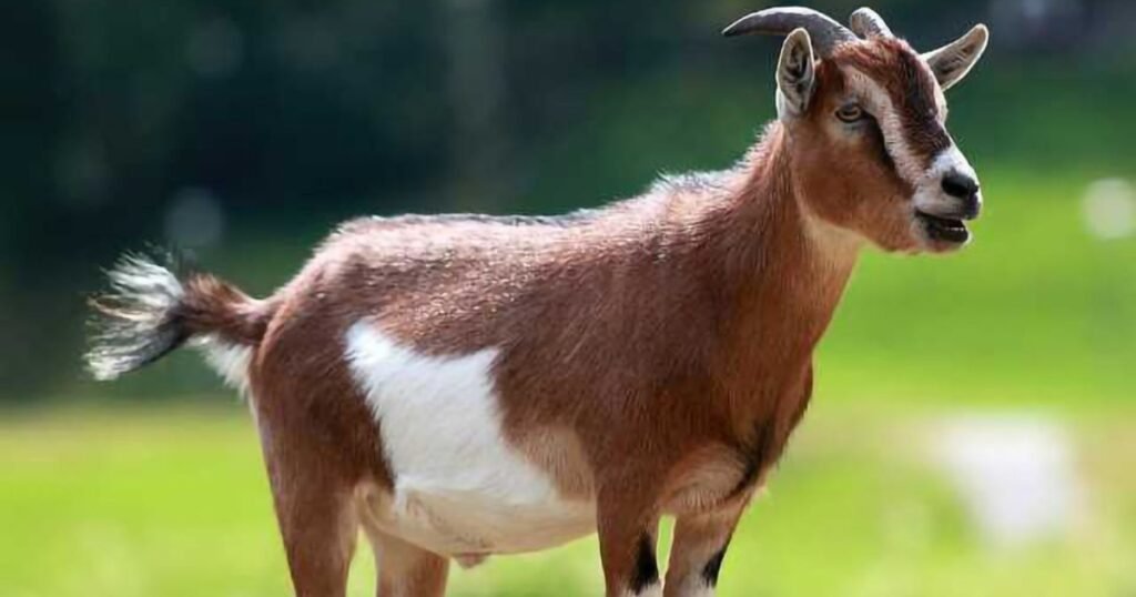 goats scientific name