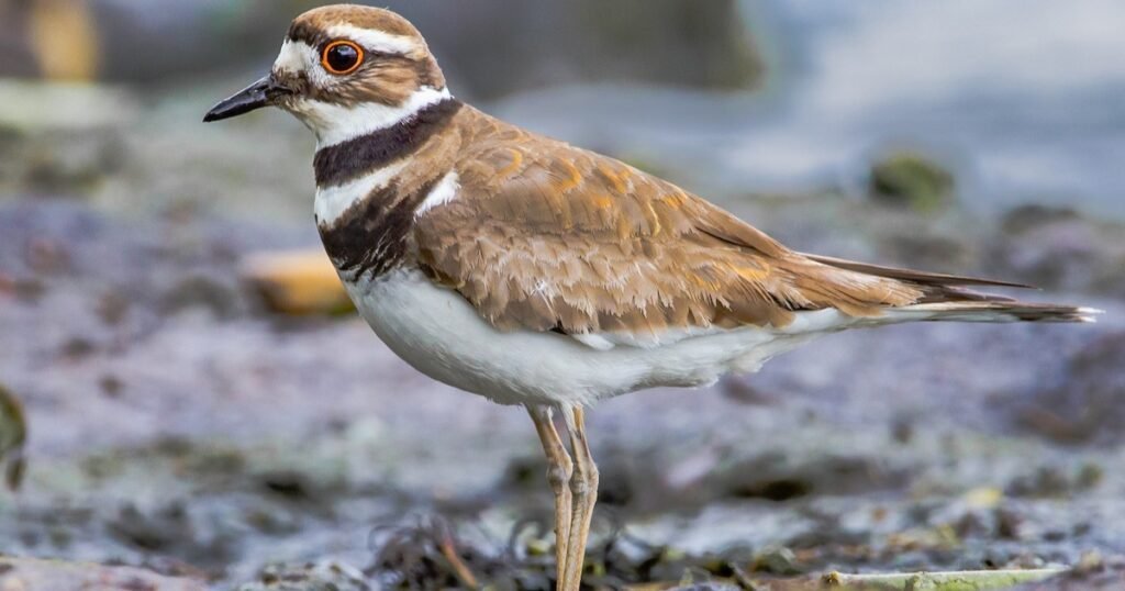 killdeer bird diet