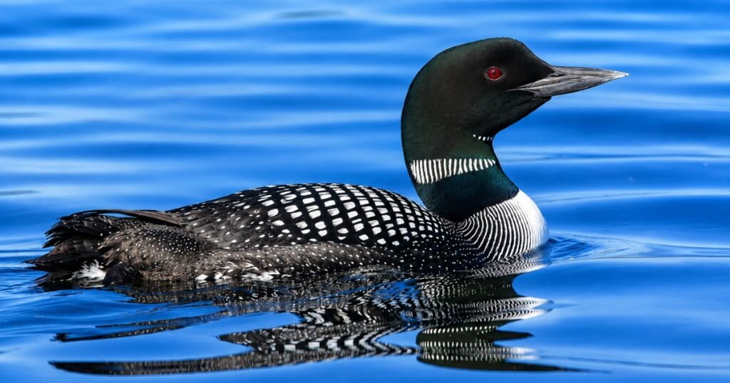 loons bird uk