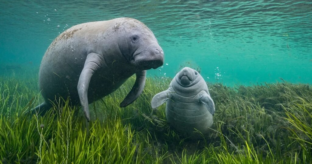 manatee scientific name