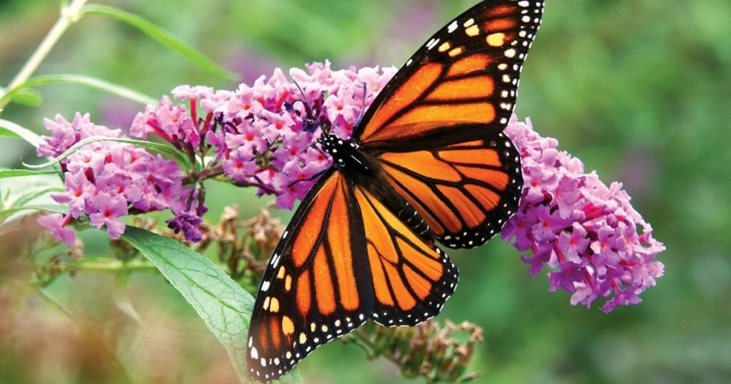 monarch butterfly scientific name